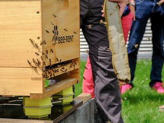 Smart beehives on the campus at Deutsche Telekom's Bonn headquarters.